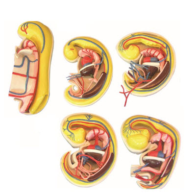 消化、呼吸、泌尿生殖、體腔的發生解剖示教模型 YJ/ZZ2017